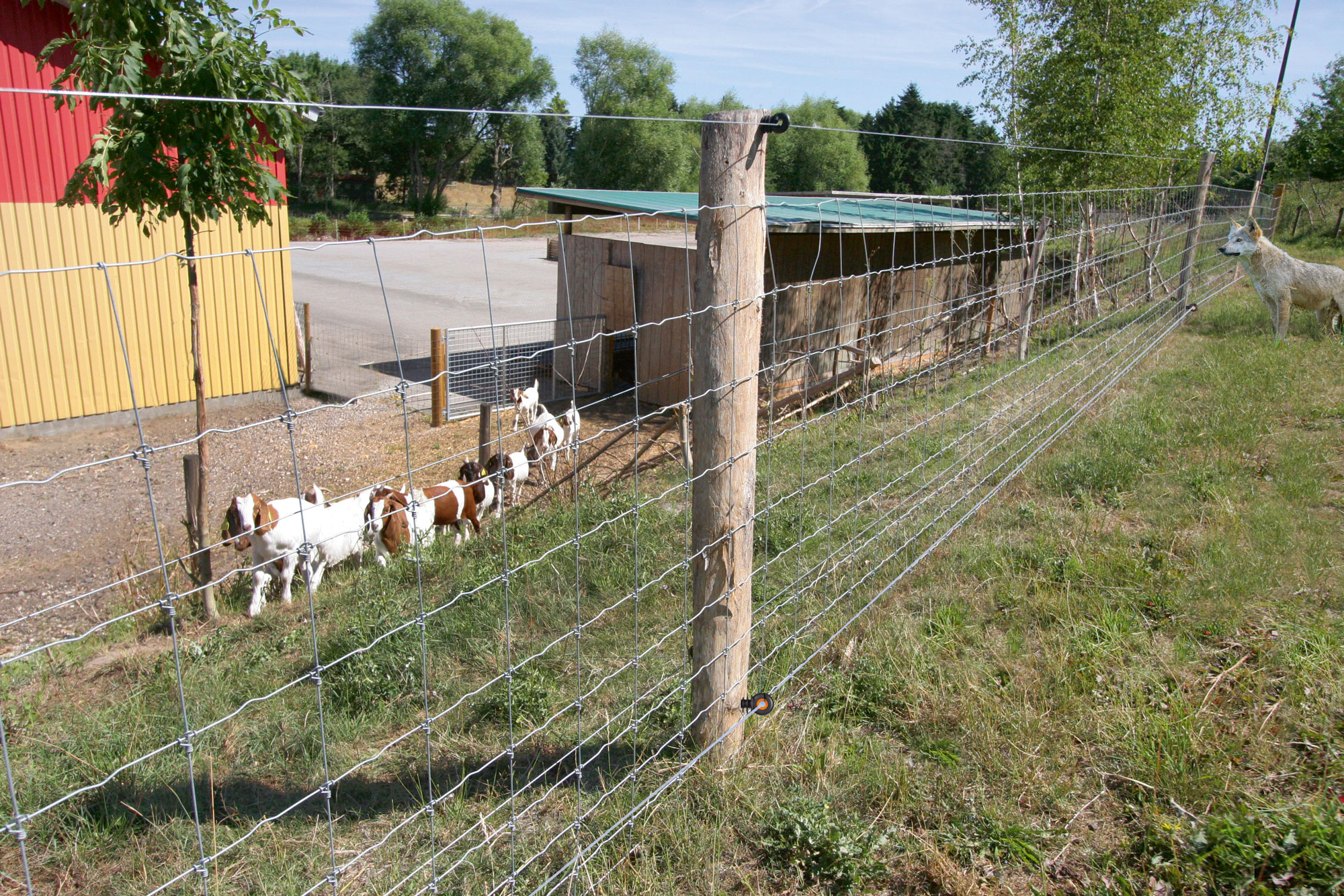 En varg står nära en inhägnad med getter. Staketet är säkrat mot vargar.